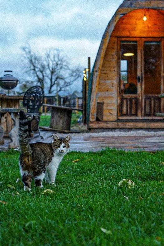 Skipbridge farm glamping York Eksteriør billede