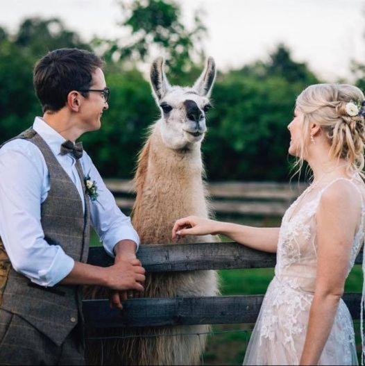 Skipbridge farm glamping York Eksteriør billede