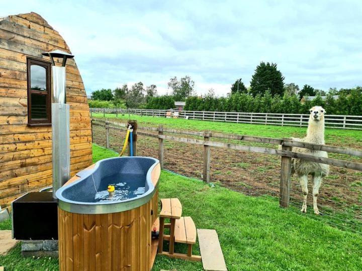Skipbridge farm glamping York Eksteriør billede